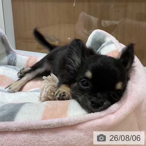 神奈川県のチワワ(ロング) (ペットプラス モザイクモール港北店/2026年5月12日生まれ/男の子/ブラックタンホワイト)の子犬の3枚目の画像