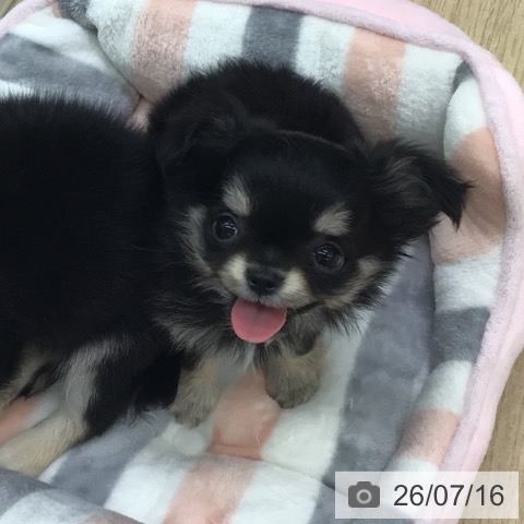 チワワの写真