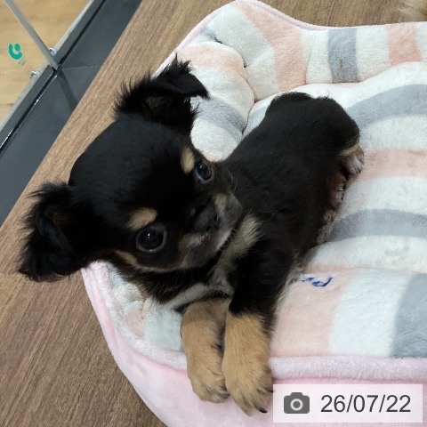 埼玉県のチワワ(ロング) (ペッツワン 吉川美南店/2026年5月12日生まれ/女の子/ブラックタンホワイト)の子犬の4枚目の画像