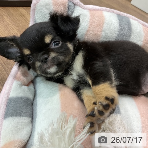 埼玉県のチワワ(ロング) (ペッツワン 吉川美南店/2026年5月12日生まれ/女の子/ブラックタンホワイト)の子犬の3枚目の画像