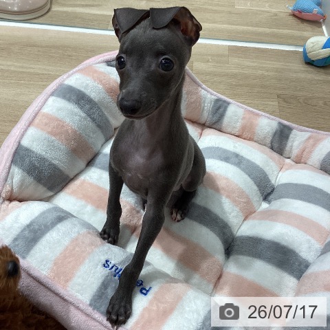 埼玉県のイタリアングレーハウンド (ペットプラス ピオニウォーク東松山店/2026年5月14日生まれ/男の子/ブルーホワイト)の子犬の4枚目の画像