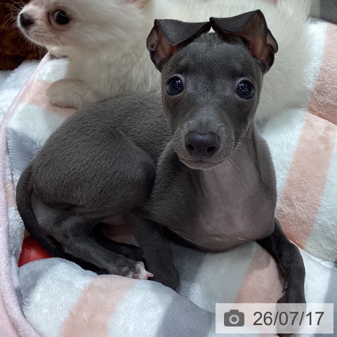 埼玉県のイタリアングレーハウンド (ペットプラス ピオニウォーク東松山店/2026年5月14日生まれ/男の子/ブルーホワイト)の子犬の3枚目の画像