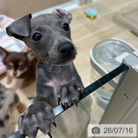 イタリアン・グレーハウンドの写真