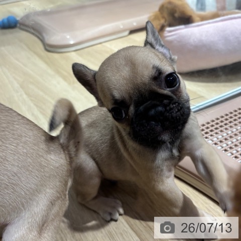 フレンチ・ブルドッグの写真