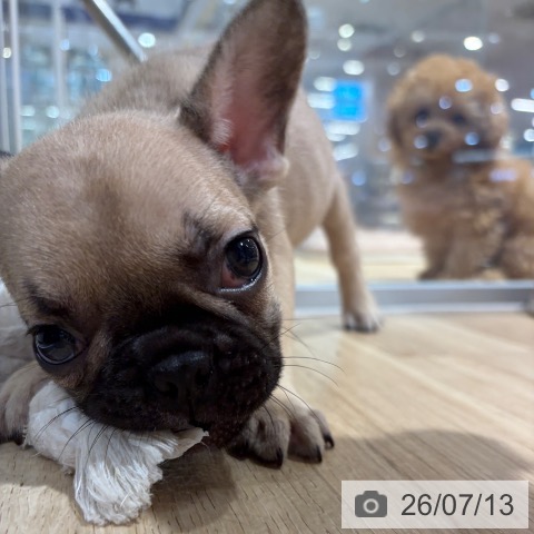 フレンチ・ブルドッグの写真