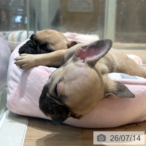 フレンチ・ブルドッグの写真