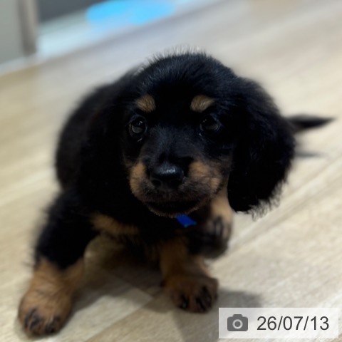 大阪府のカニンヘンダックスフンド(ロング) (ペットプラス イオン大日店/2026年5月6日生まれ/男の子/ブラックタン)の子犬の4枚目の画像