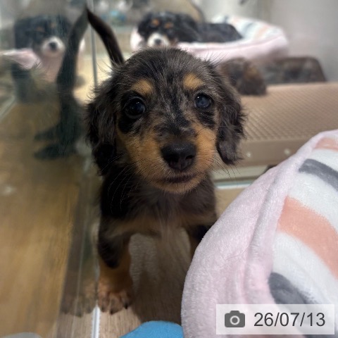 兵庫県のカニンヘンダックスフンド(ロング) (ペットプラス 神戸三宮店/2026年5月6日生まれ/男の子/シルバーダップル)の子犬の3枚目の画像