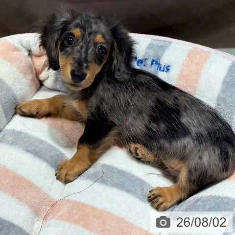 兵庫県のカニンヘンダックスフンド(ロング) (ペットプラス 神戸三宮店/2026年5月6日生まれ/男の子/シルバーダップル)の子犬の3枚目の画像