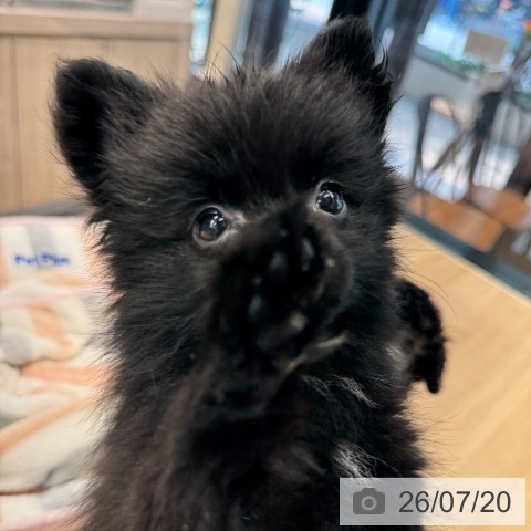 ポメラニアンの写真