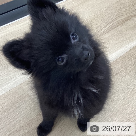 ポメラニアンの写真