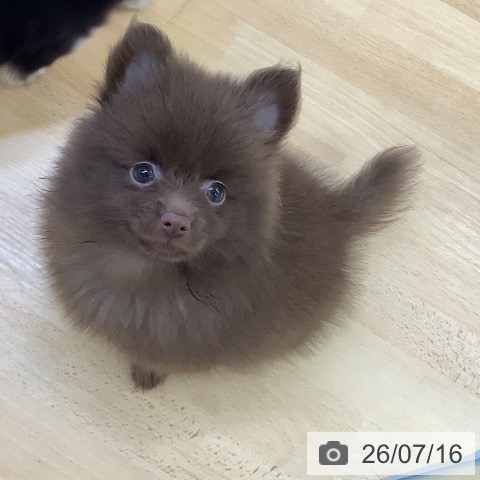 埼玉県のポメラニアン (ペットプラス 羽生店/2026年5月15日生まれ/女の子/チョコレート)の子犬の4枚目の画像