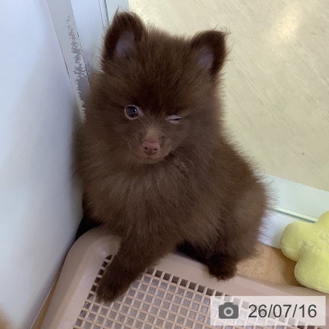 埼玉県のポメラニアン (ペットプラス 羽生店/2026年5月15日生まれ/女の子/チョコレート)の子犬の3枚目の画像