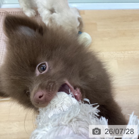 埼玉県のポメラニアン (ペットプラス 羽生店/2026年5月15日生まれ/女の子/チョコレート)の子犬の3枚目の画像