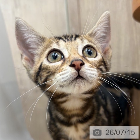 ベンガルの写真
