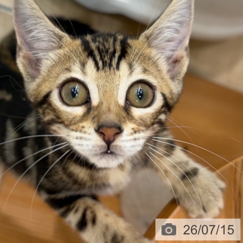 ベンガルの写真