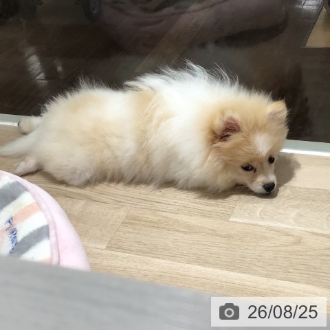 ポメラニアンの写真