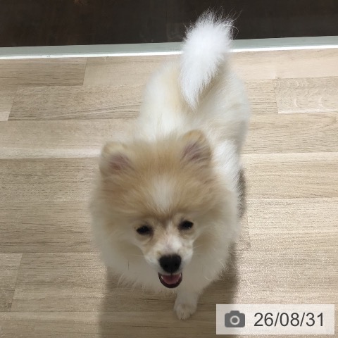 ポメラニアンの写真