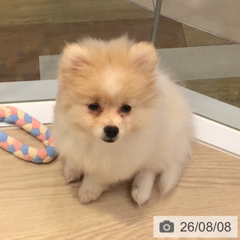 ポメラニアンの写真