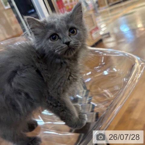 京都府のブリティッシュロングヘアー (ペットプラス 久御山店/2026年5月15日生まれ/女の子/ブルー)の子猫の4枚目の画像