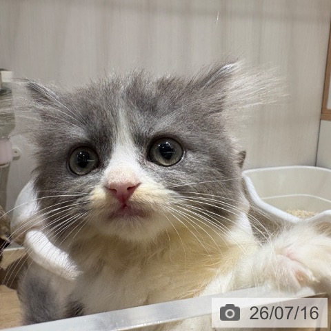 大阪府のブリティッシュロングヘアー (ペットプラス 鶴見店/2026年5月15日生まれ/女の子/ブルーホワイト)の子猫の4枚目の画像