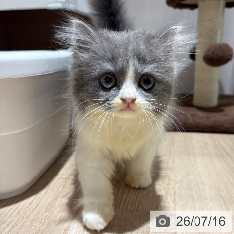 大阪府のブリティッシュロングヘアー (ペットプラス 鶴見店/2026年5月15日生まれ/女の子/ブルーホワイト)の子猫の3枚目の画像