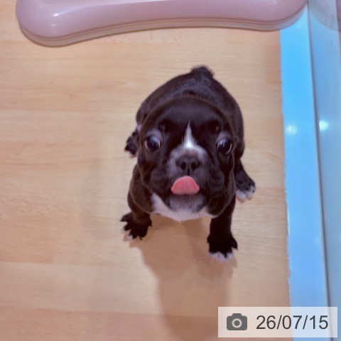 フレンチ・ブルドッグの写真