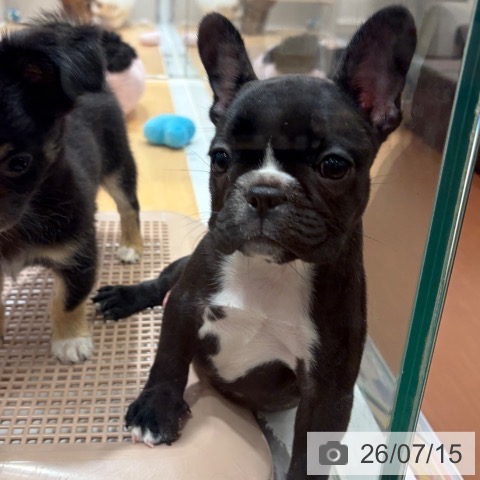 フレンチ・ブルドッグの写真