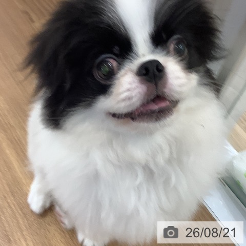 大阪府の狆 (ペットプラス りんくう泉南店/2026年5月15日生まれ/男の子/白黒)の子犬の3枚目の画像