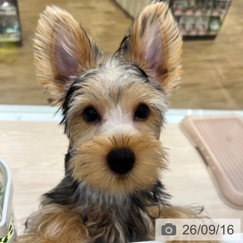 大阪府のヨークシャーテリア (ペットプラス 堺鉄砲町店/2026年5月11日生まれ/女の子/スチールブルータン)の子犬の3枚目の画像