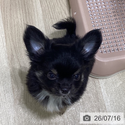 東京都のチワワ(ロング) (ペットプラス 立川高島屋S.C.店/2026年5月11日生まれ/男の子/ブラックタンホワイト)の子犬の4枚目の画像