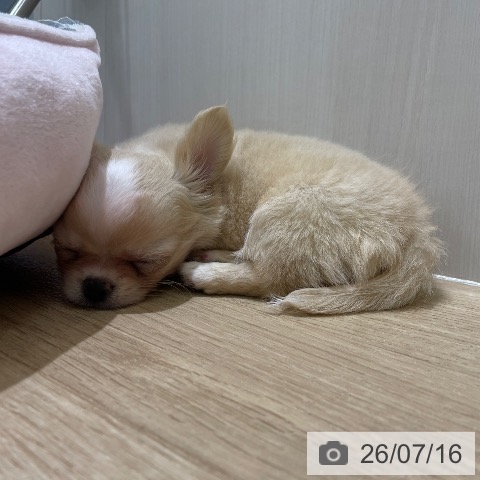 チワワの写真