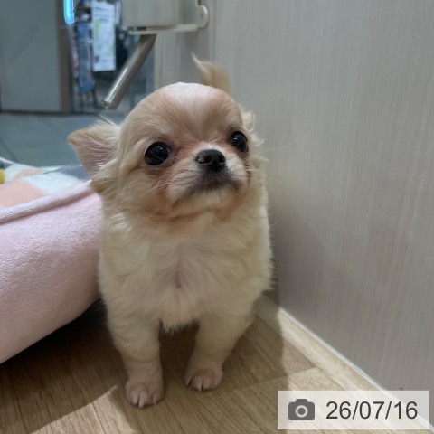 チワワの写真