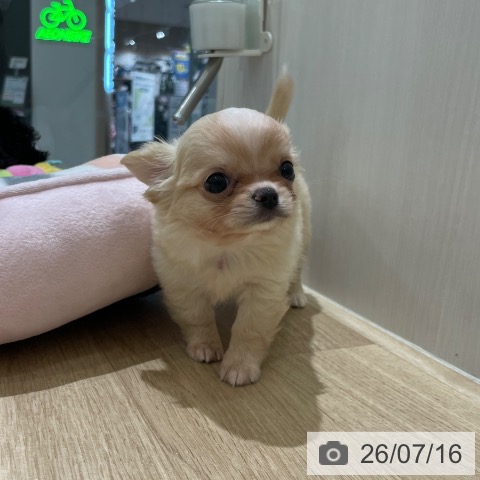 チワワの写真