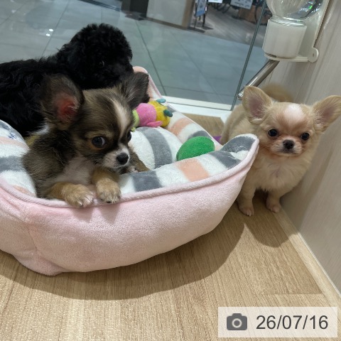チワワの写真