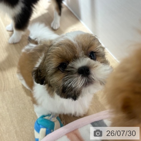 兵庫県のシーズー (ペットプラス 神戸三宮店/2026年5月14日生まれ/男の子/ホワイトゴールド)の子犬の4枚目の画像