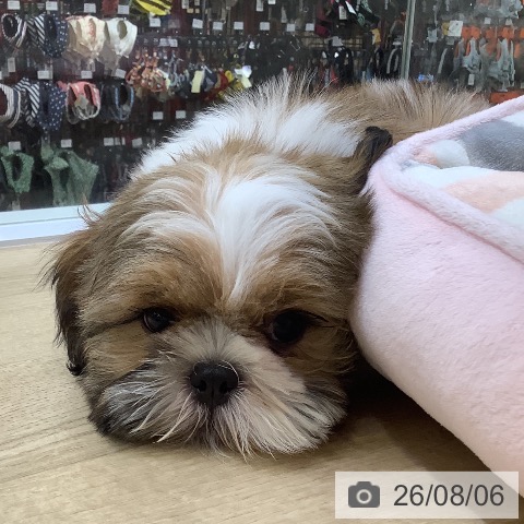 兵庫県のシーズー (ペットプラス 明石店/2026年5月14日生まれ/男の子/ホワイトゴールド)の子犬の4枚目の画像