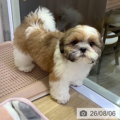 兵庫県のシーズー (ペットプラス 明石店/2026年5月14日生まれ/男の子/ホワイトゴールド)の子犬の3枚目の画像