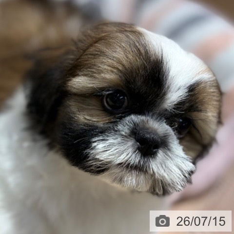 シー・ズーの写真