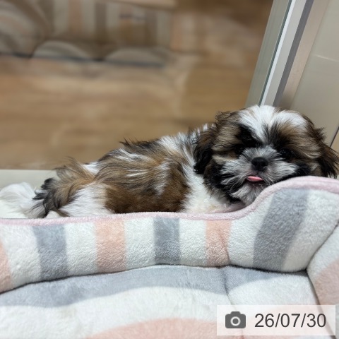 大阪府のシーズー (ペットプラス イオン大日店/2026年5月14日生まれ/男の子/ホワイトゴールド)の子犬の4枚目の画像