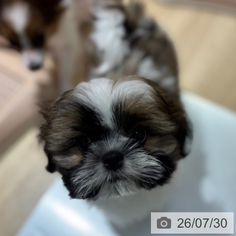 大阪府のシーズー (ペットプラス イオン大日店/2026年5月14日生まれ/男の子/ホワイトゴールド)の子犬の3枚目の画像