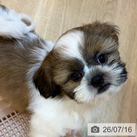 京都府のシーズー (ペットプラス イオンモールKYOTO店/2026年5月14日生まれ/男の子/ホワイトゴールド)の子犬の4枚目の画像