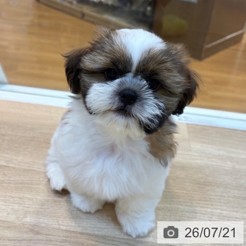 京都府のシーズー (ペットプラス イオンモールKYOTO店/2026年5月14日生まれ/男の子/ホワイトゴールド)の子犬の3枚目の画像