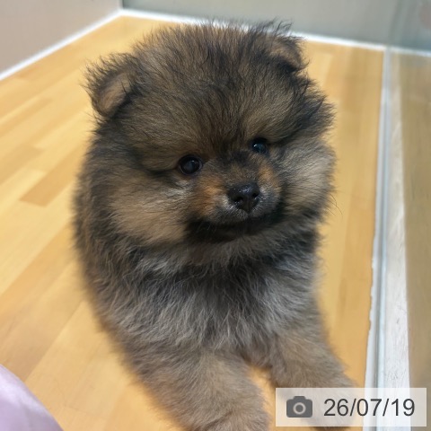 奈良県のポメラニアン (ペットプラス 大和郡山店/2026年5月15日生まれ/男の子/オレンジセーブル)の子犬の4枚目の画像