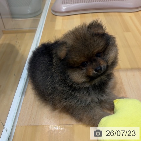 奈良県のポメラニアン (ペットプラス 大和郡山店/2026年5月15日生まれ/男の子/オレンジセーブル)の子犬の3枚目の画像