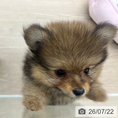 京都府のポメラニアン (ペットプラス 京都桂川店/2026年5月15日生まれ/女の子/オレンジセーブル)の子犬の3枚目の画像
