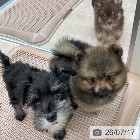 ポメラニアンの写真