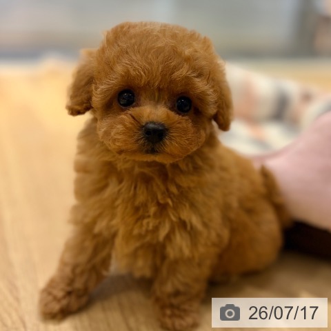 大阪府のトイプードル(トイ) (ペットプラス イオン大日店/2026年5月17日生まれ/女の子/オレンジフォーン)の子犬の3枚目の画像