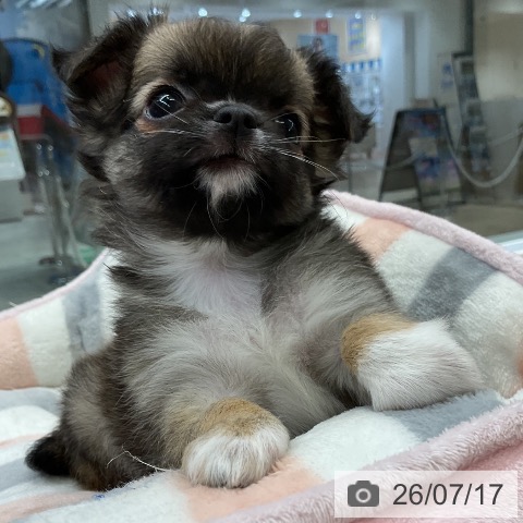 チワワの写真