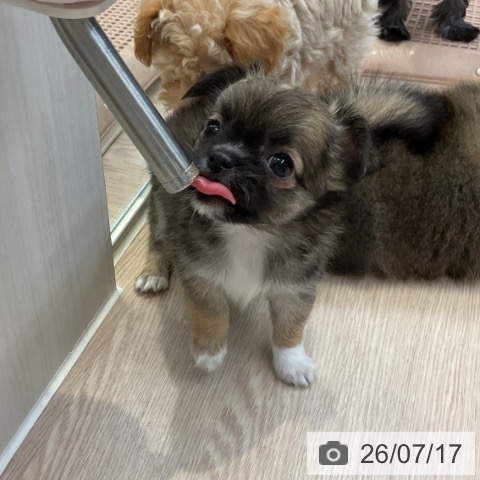 チワワの写真